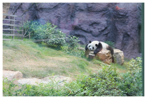【澳門親子遊】威丰味.石排灣郊野公園熊貓館