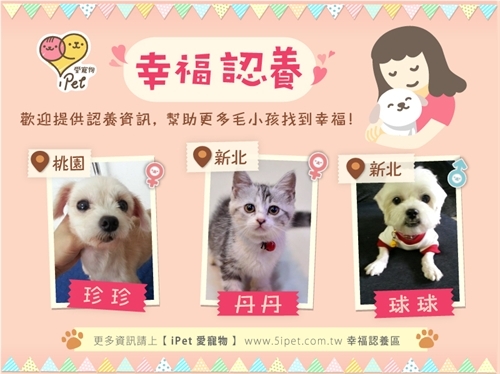 【新聞】幸福認養平台,幫助流浪動物找到家