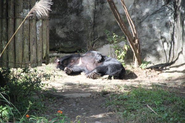 【1y4m】台北木柵動物園初體驗