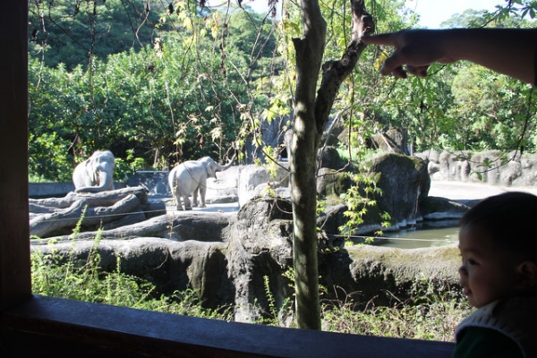 【1y4m】台北木柵動物園初體驗