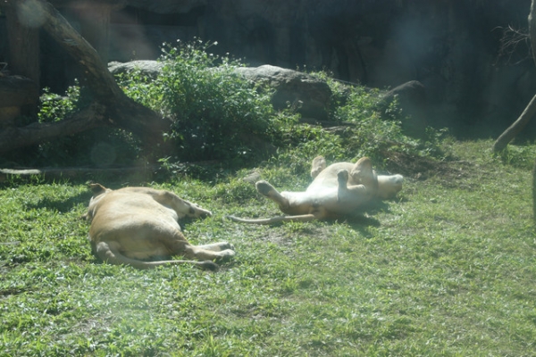 【1y4m】台北木柵動物園初體驗