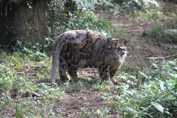 【1y4m】台北木柵動物園初體驗