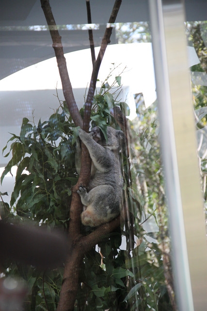 【1y4m】台北木柵動物園初體驗