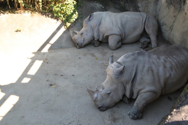 【1y4m】台北木柵動物園初體驗