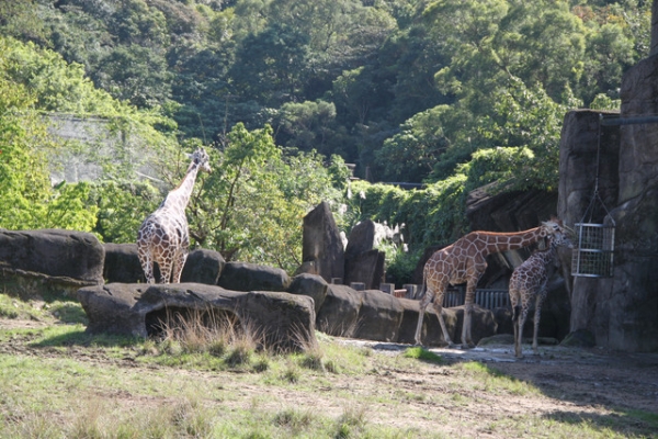 【1y4m】台北木柵動物園初體驗