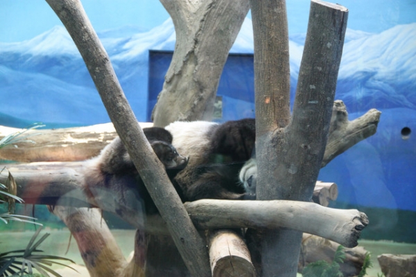 【1y4m】台北木柵動物園初體驗