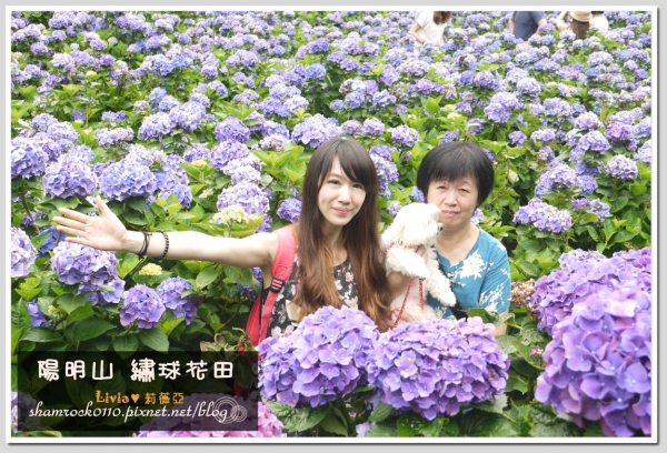【Livia♥旅遊】陷入巨大花海中♥陽明山 竹子湖 繡球花田