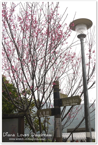 旅遊 ▍♥台北內湖一日遊(上)♥ 粉紅色甜蜜約會,櫻花,同心湖,採草莓,野莓Pizza