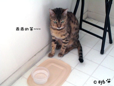 等吃的貓
