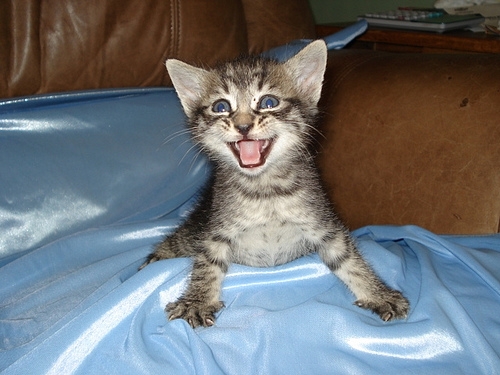 貓咪待養<洛杉磯地區> Kittens to Good Homes!