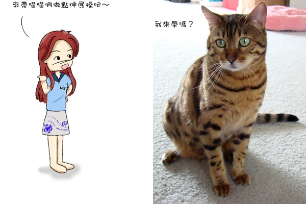 來做伸展操 <貓咪限定>