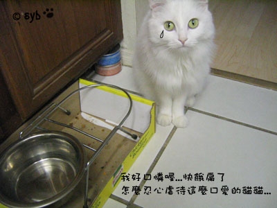 等吃的貓