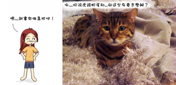 停工的貓公寓