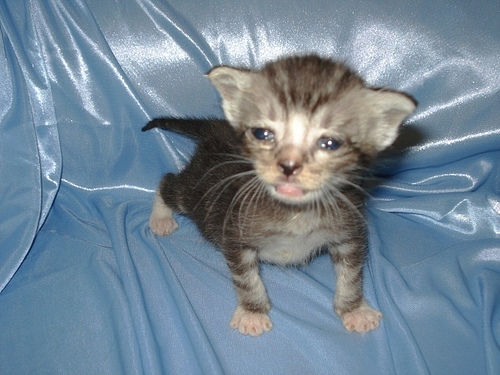 貓咪待養<洛杉磯地區> Kittens to Good Homes!