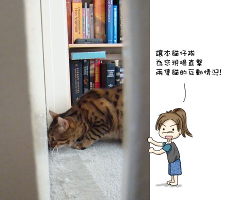 貓仔隊 現場直擊 搶先看