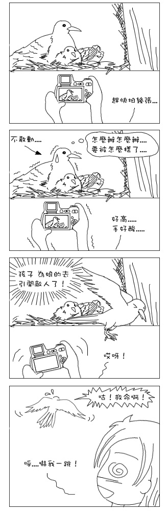 小鳥長大了