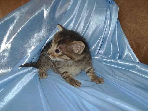 貓咪待養<洛杉磯地區> Kittens to Good Homes!
