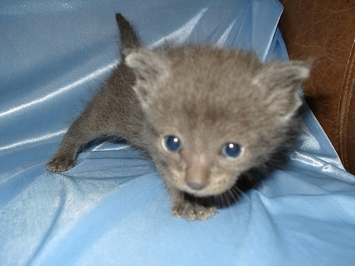 貓咪待養<洛杉磯地區> Kittens to Good Homes!