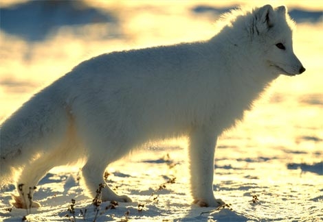 舊圖三張 - 遊隼、雪豹與狐狸