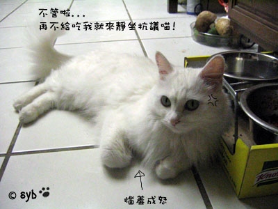 等吃的貓