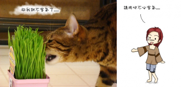 來一客貓草