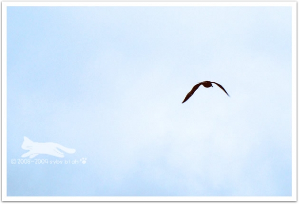 Sky is the Limit