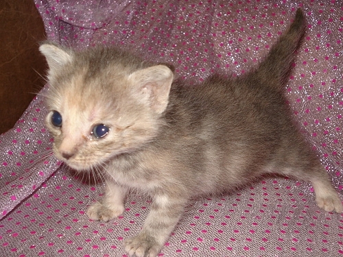 貓咪待養<洛杉磯地區> Kittens to Good Homes!