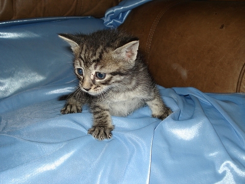 貓咪待養<洛杉磯地區> Kittens to Good Homes!