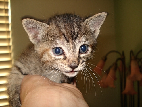 貓咪待養<洛杉磯地區> Kittens to Good Homes!