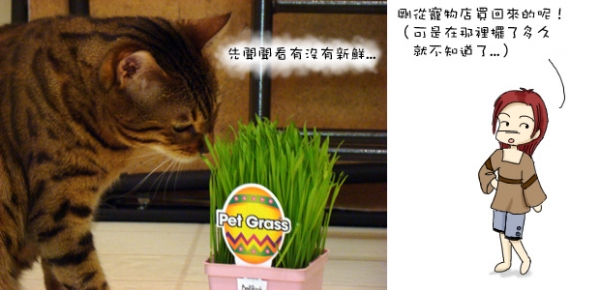 來一客貓草