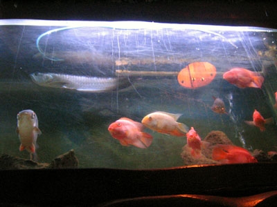 <LA>像走進奇幻水族館的Bahooka家庭餐廳