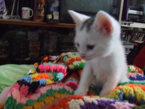 貓咪待養<洛杉磯地區> Kittens to Good Homes!