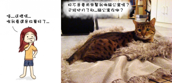 停工的貓公寓
