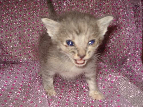 貓咪待養<洛杉磯地區> Kittens to Good Homes!