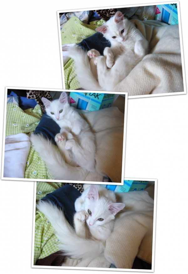 小雪球