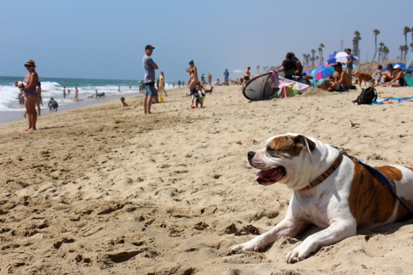 和狗狗一起享受加州陽光、沙灘和大海 @Huntington Dog Beach