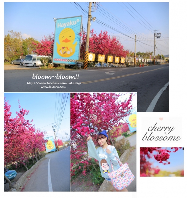 ▋Cherry Blossoms ▋隨處都是風景大坑菇神用餐x櫻花小記事