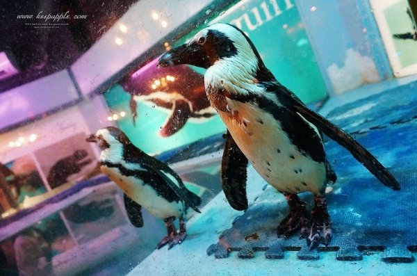 【逼先生專欄】沖繩自由行Penguin Bar Fairy企鵝酒吧:在國際通找企鵝們喝酒聊天