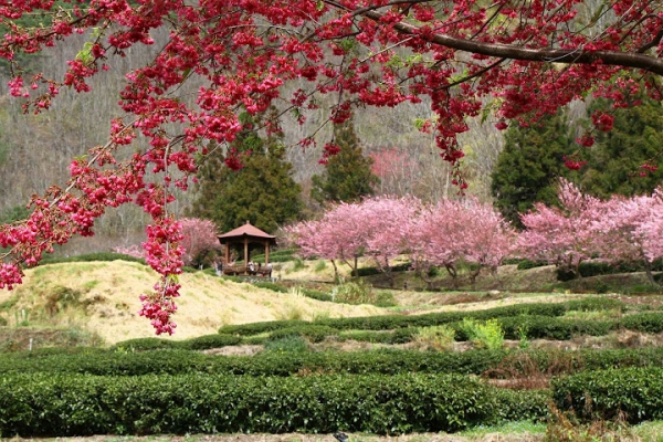 ▋櫻花▋2012武陵農場櫻花季