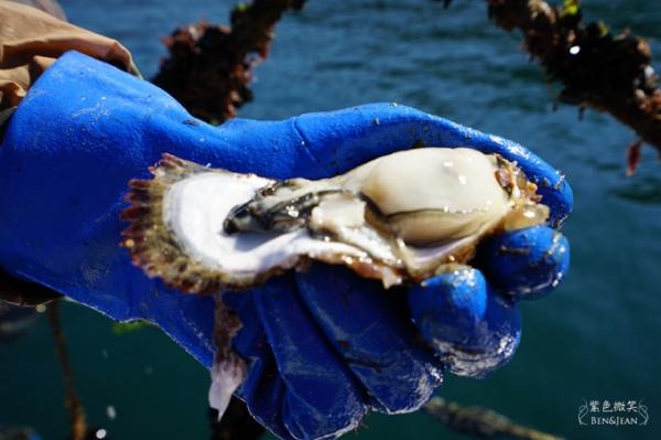 日本宮城縣~三陸海岸出海採牡蠣,感受食材新鮮好滋味