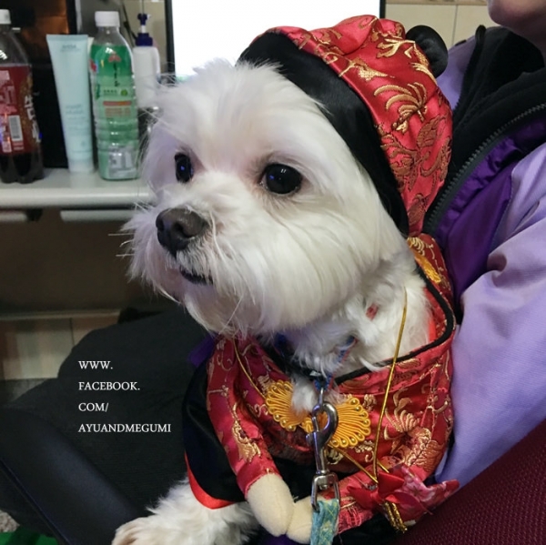 分享♥毛小孩也要穿新衣來拜年之簡單分享