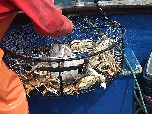 20080713 Newport Crabbing