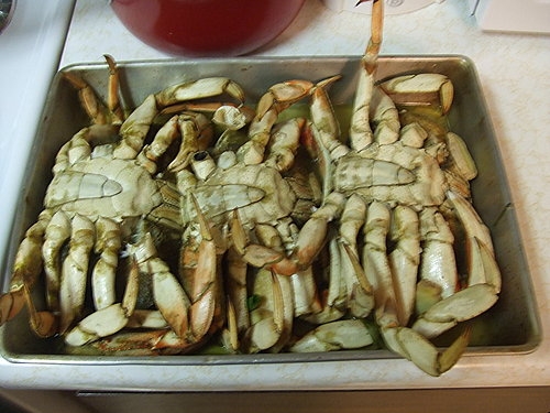 20080713 Newport Crabbing