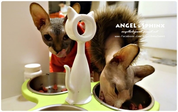 貓貓吃什麼?!」貓咪鮮食紅蘿蔔秋葵鮮魚湯 - 安小揪の童言童語部落格