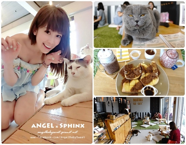 「曼谷貓餐廳3」超療癒!萌貓坐檯陪吃可愛下午茶甜點 Makura Cat Cafe