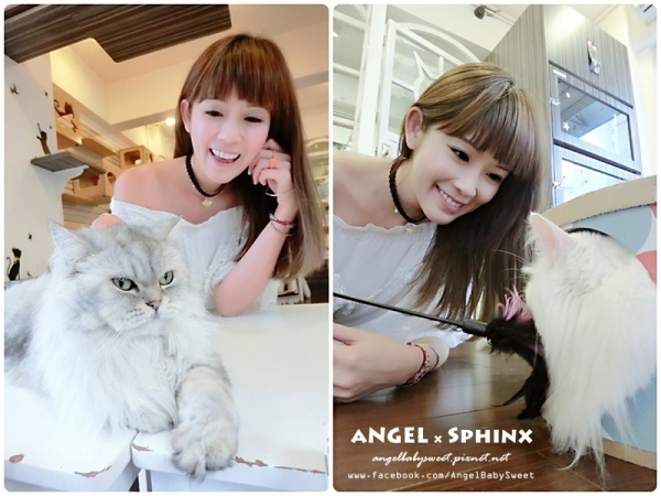 「香港貓餐廳」以茶會貓 喵星球 Cats Planet貓咪主題樂園