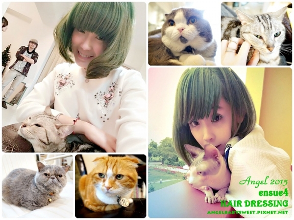 「頭毛」四貓貓陪你一起玩髮 超VIP療育的髮型沙龍ensue4 HAIR DRESSING (́>౪<‵)ノシ