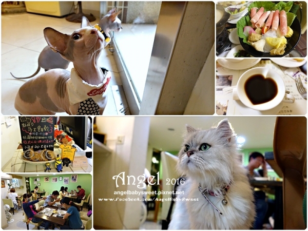 「貓店長」高雄苓雅 mona's cafe寵物咖啡館