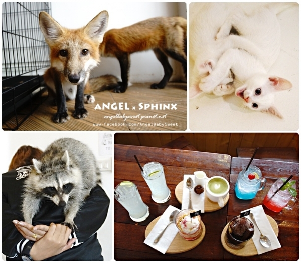 「曼谷貓餐廳7」各種稀有寵物大亂鬥 Little ZOO cafe