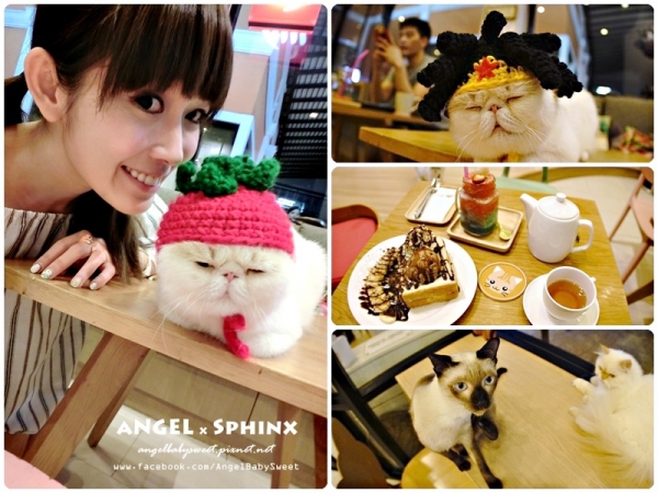 「曼谷貓餐廳5」精緻下午茶+多貓貓萌店長の療癒聖地 Cat Up Cafe